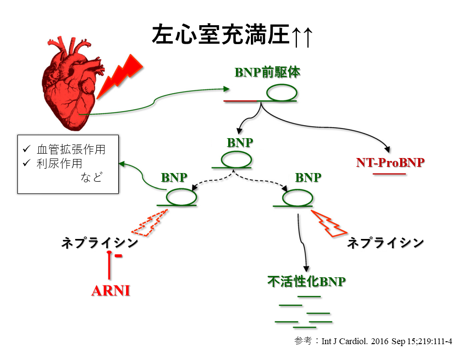 急性 慢性心不全診療ガイドライン 慢性心不全治療薬 アンジオテンシン受容体ネプリライシン阻害薬 Arni Vol 10 Yumino S コラム 活動報告 医療法人社団ゆみの